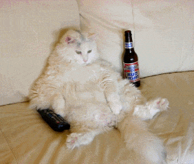 les chats au maroc sont pareil d'el
